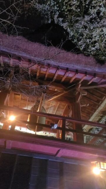 今宵 西行桜ライトアップです🌸
今年も綺麗に咲いております🌸