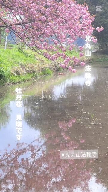 #桜 #牡丹桜 #光丸山法輪寺 #見頃 #八重桜