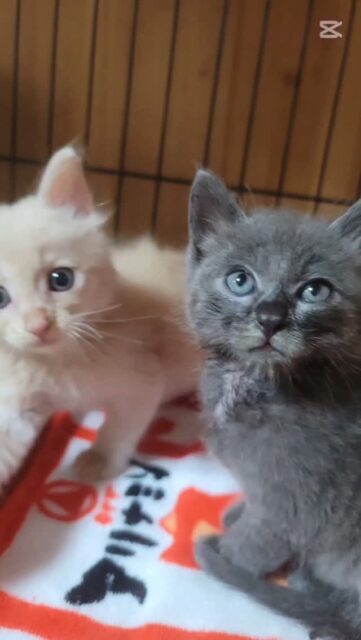 生後2か月を迎えました🐾
ミルク～離乳食へ😋
いっぱい食べてお腹パンパン🐾
元気な なむ💕りん 💕 
大切な命🐾
#猫
#保護猫
#光丸山法輪寺