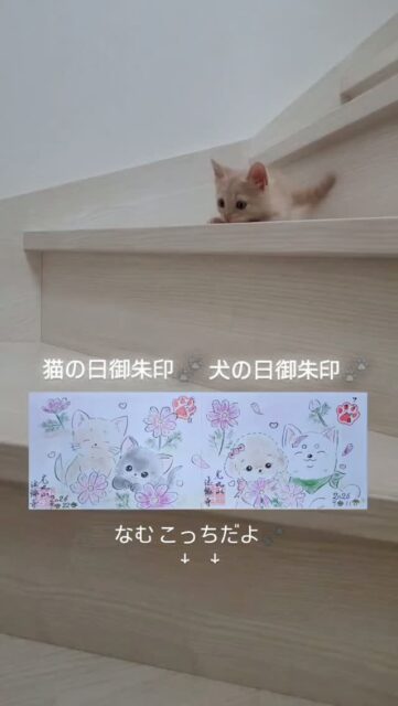 9月22日 にゃんにゃん御朱印🐾
 なむ&りん(ニャムズ)
初めてのコスモス畑 嬉しそうです🐾
わんわん御朱印とつながります🐾

当日お書き入れいたしますが、前もってのお預りや郵送でも対応いたしております🤗
レターパックご持参 大歓迎✨

※9/20お彼岸はお寺でマルシェ開催致します👏
楽しさいっぱいです❗ぜひお越し下さい🍀
#猫の日
#御朱印
#なむ りん
#マルシェ
#光丸山
