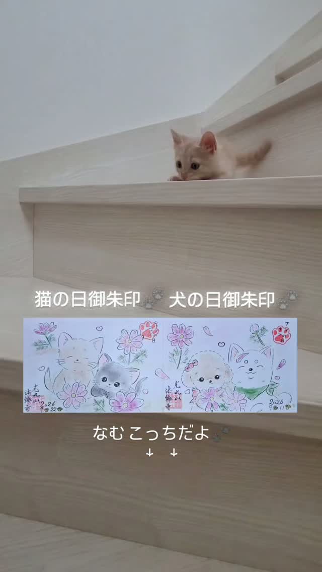 9月22日 にゃんにゃん御朱印🐾
 なむ&りん(ニャムズ)
初めてのコスモス畑 嬉しそうです🐾
わんわん御朱印とつながります🐾

当日お書き入れいたしますが、前もってのお預りや郵送でも対応いたしております🤗
レターパックご持参 大歓迎✨

※9/20お彼岸はお寺でマルシェ開催致します👏
楽しさいっぱいです❗ぜひお越し下さい🍀
#猫の日
#御朱印
#なむ りん
#マルシェ
#光丸山